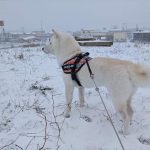 雪の中のお散歩
